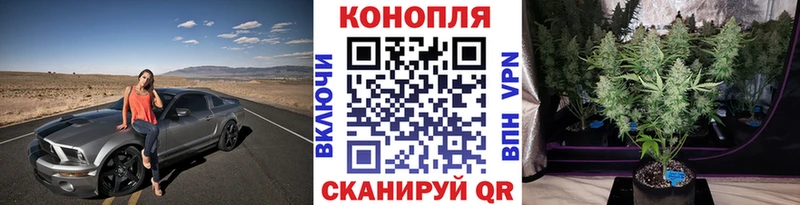 наркота Салаир Конопля семена